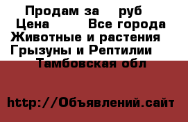 Продам за 50 руб. › Цена ­ 50 - Все города Животные и растения » Грызуны и Рептилии   . Тамбовская обл.